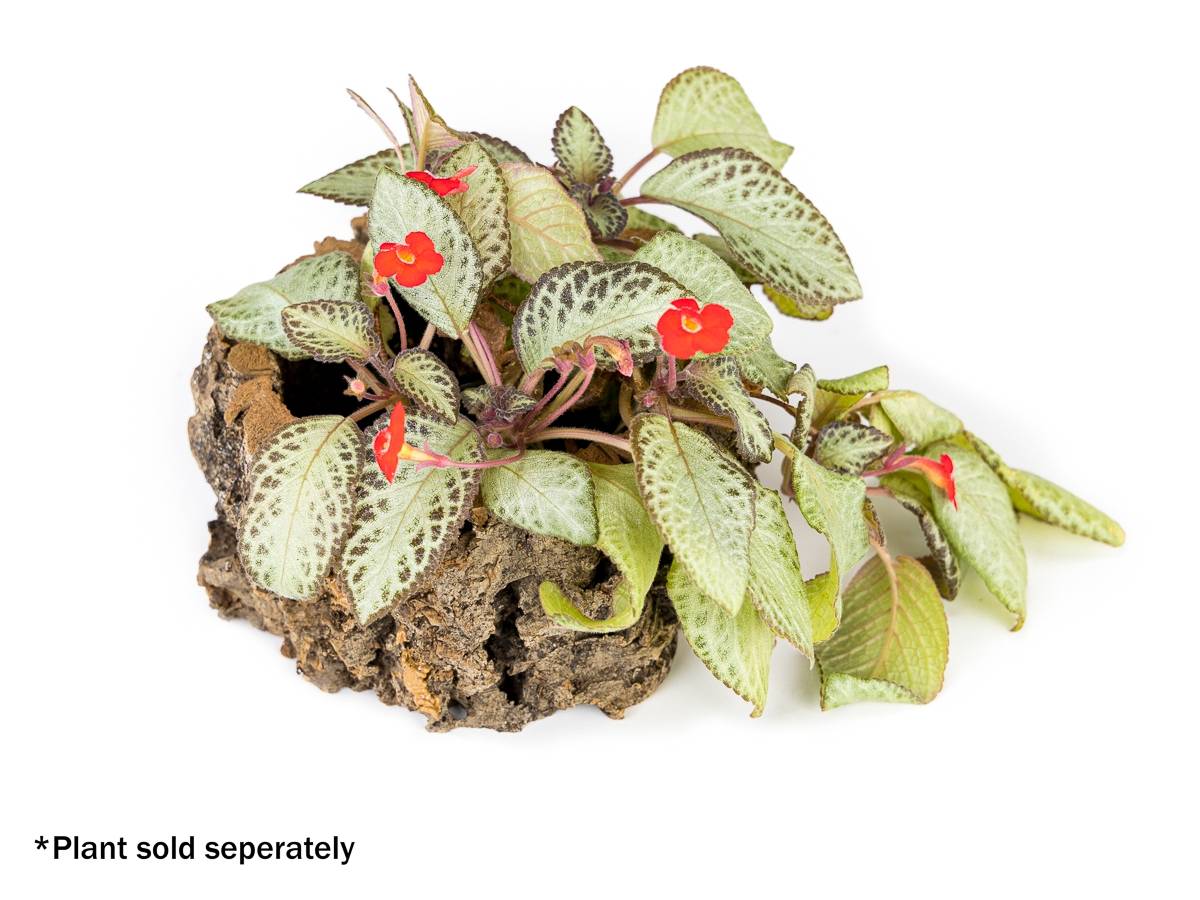 Josh's Frogs Virgin Cork Planter (4 inch tall)