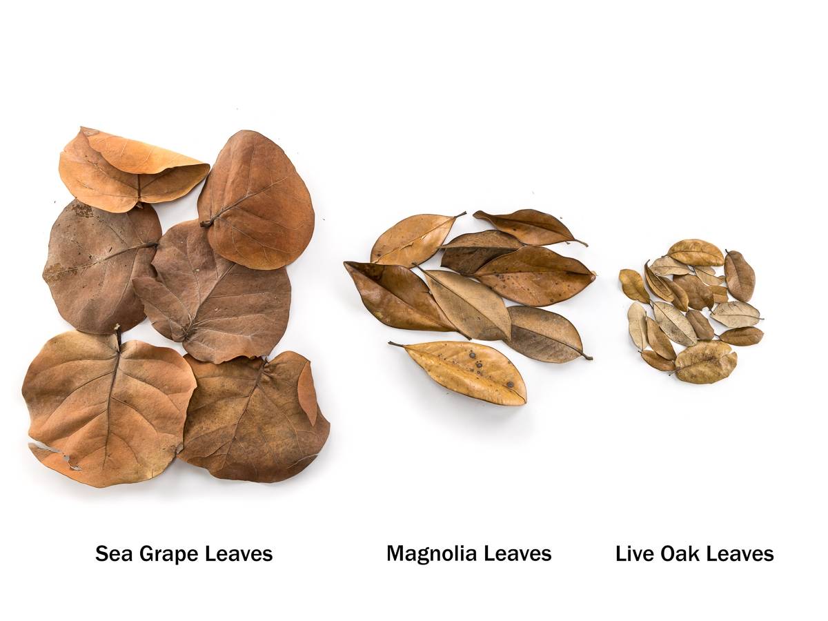 Sea Grape Leaf Litter (5 leaves)