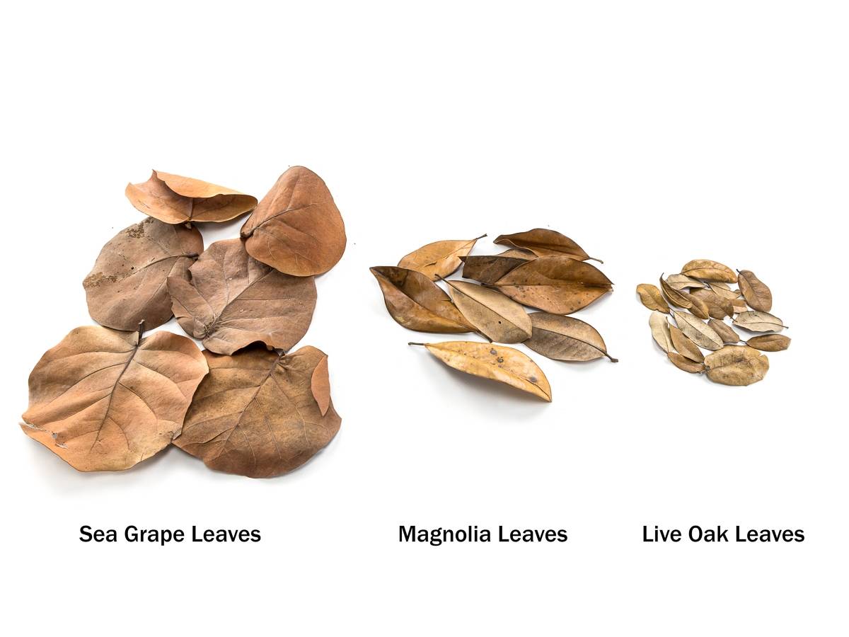 BULK Magnolia Leaf Litter (~40 gallons)