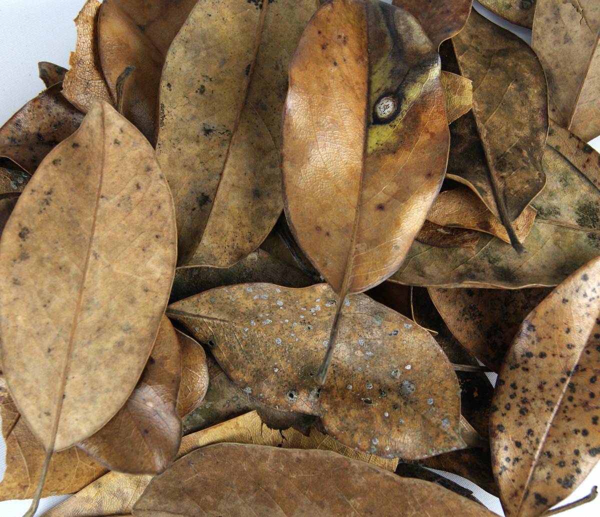BULK Magnolia Leaf Litter (~40 gallons)