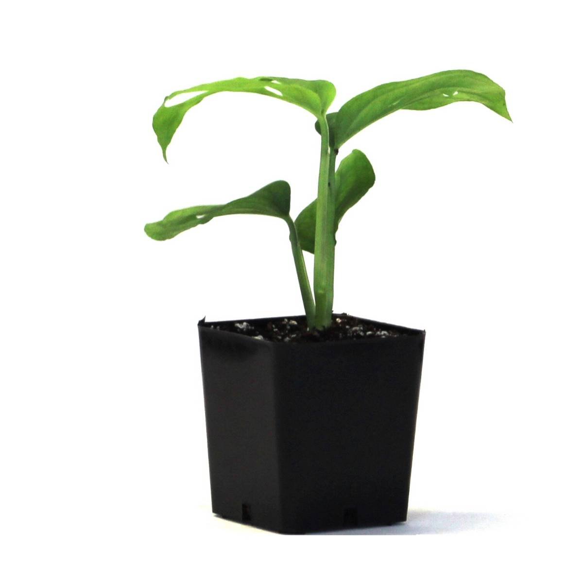 Monstera adansonii 'Swiss Cheese Vine'