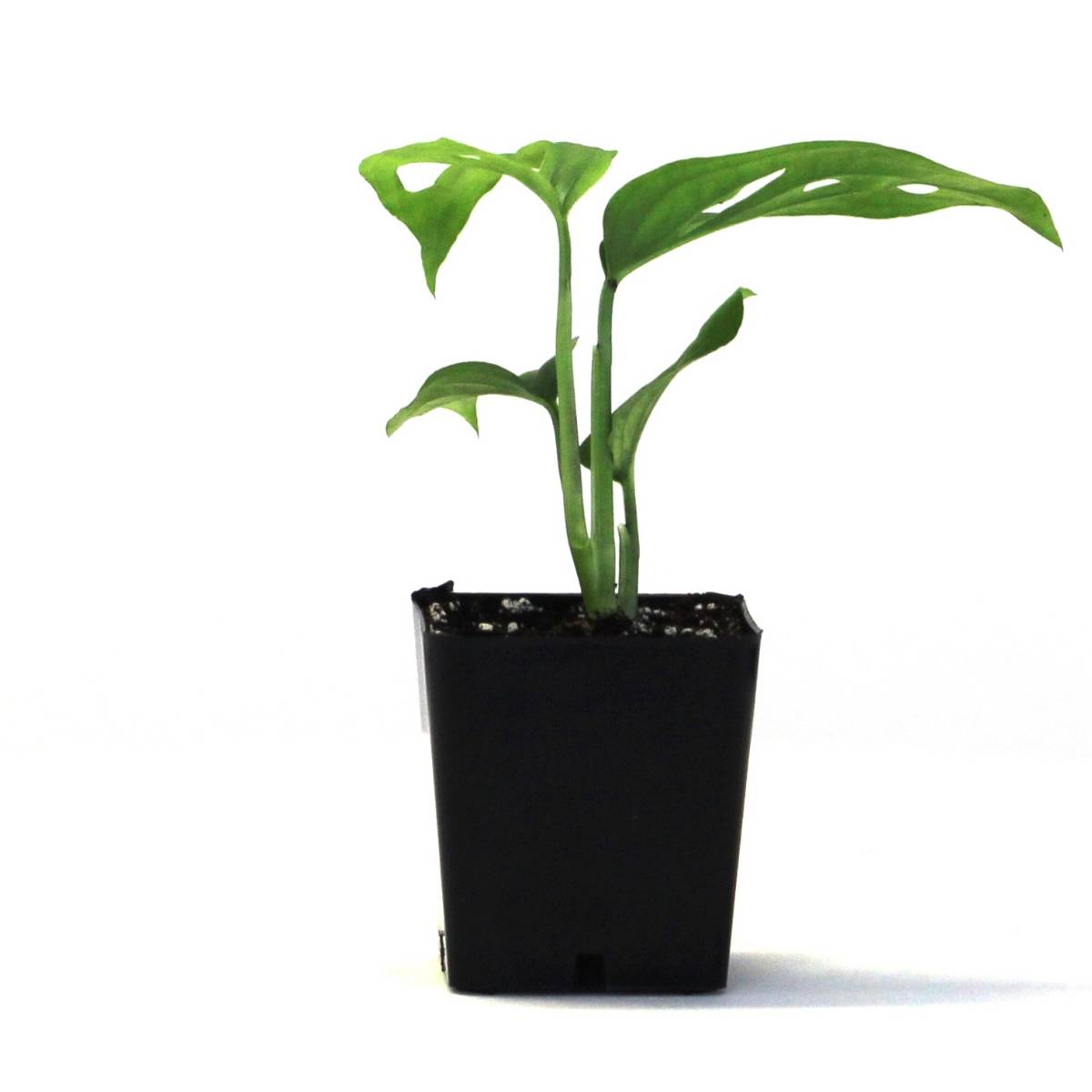 Monstera adansonii 'Swiss Cheese Vine'