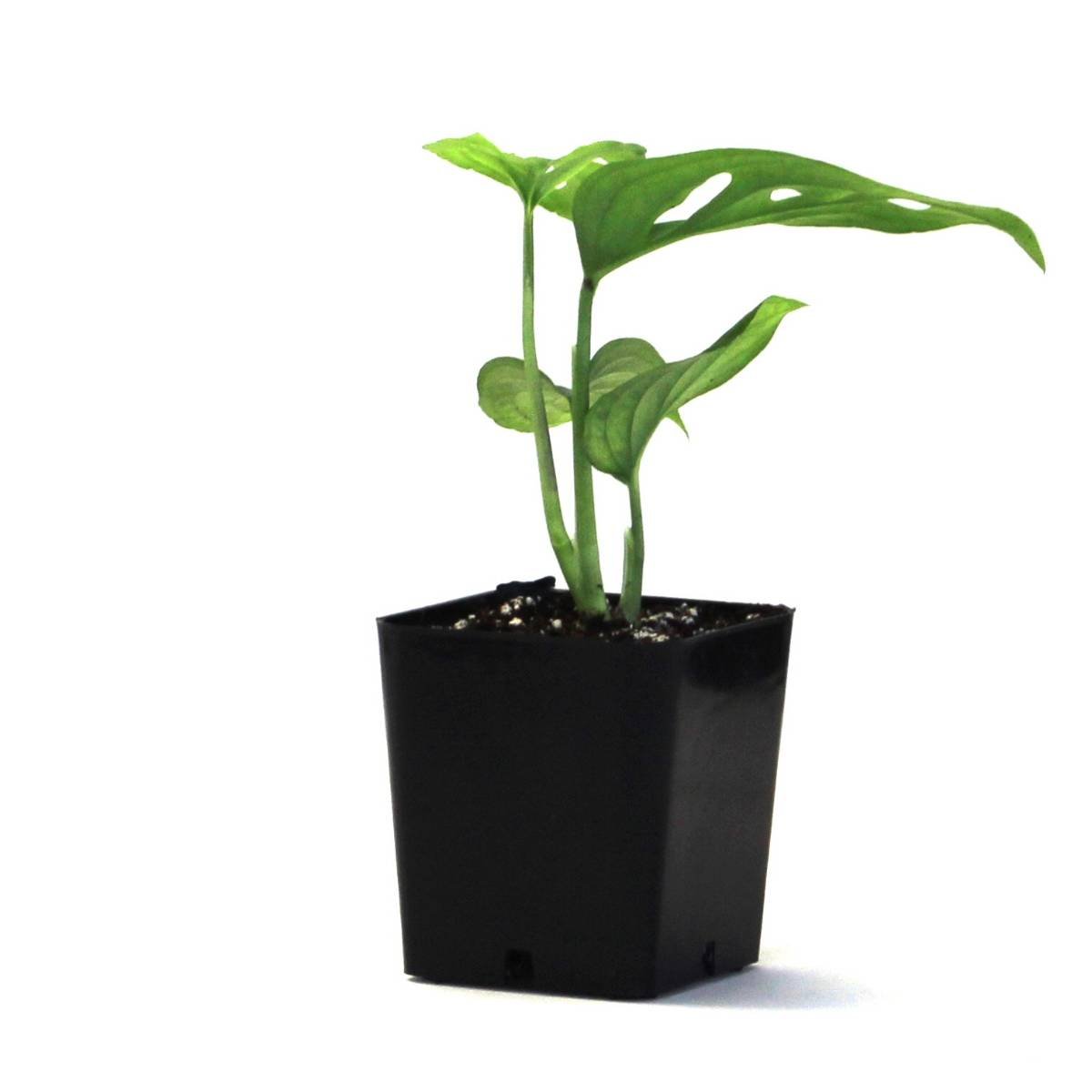Monstera adansonii 'Swiss Cheese Vine'