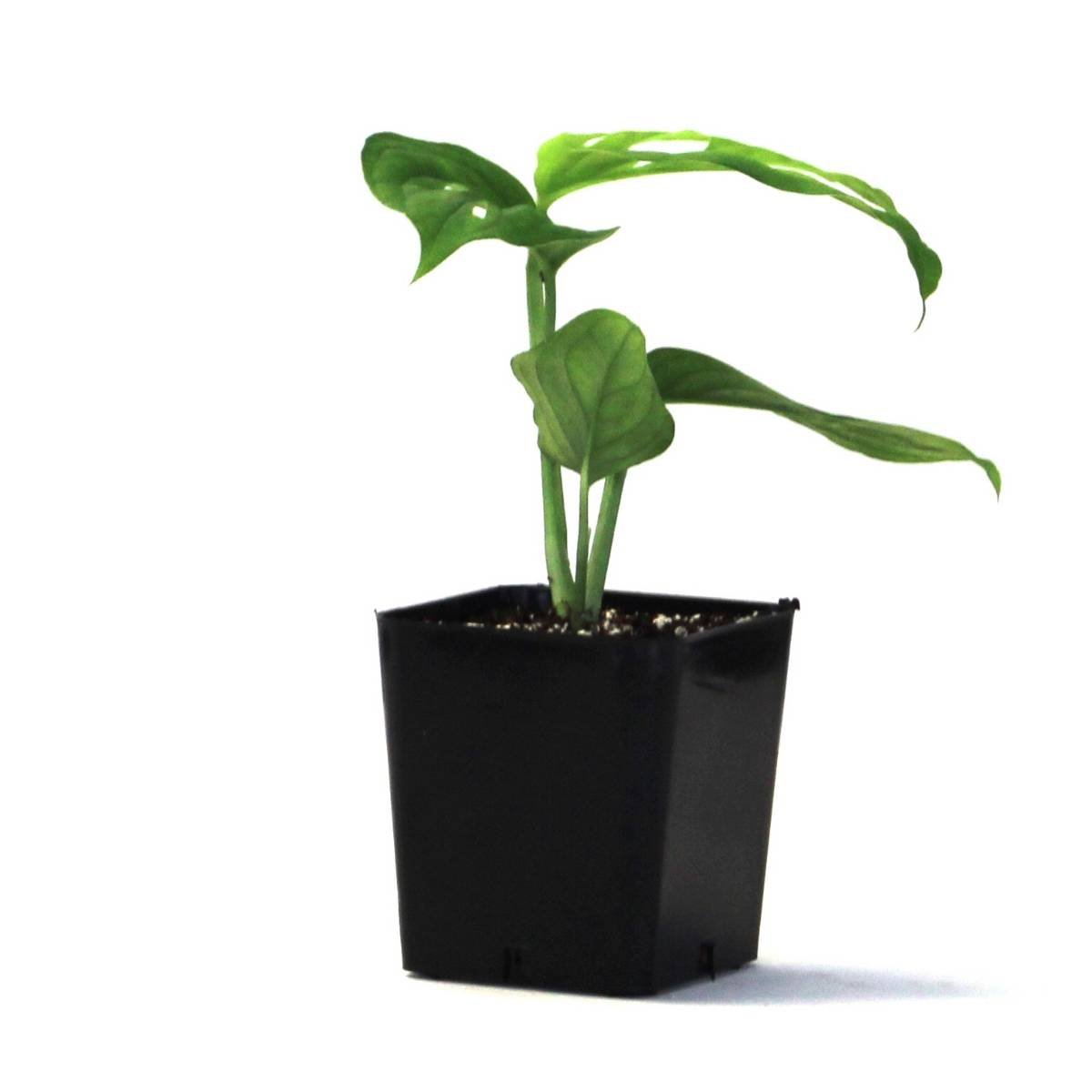 Monstera adansonii 'Swiss Cheese Vine'
