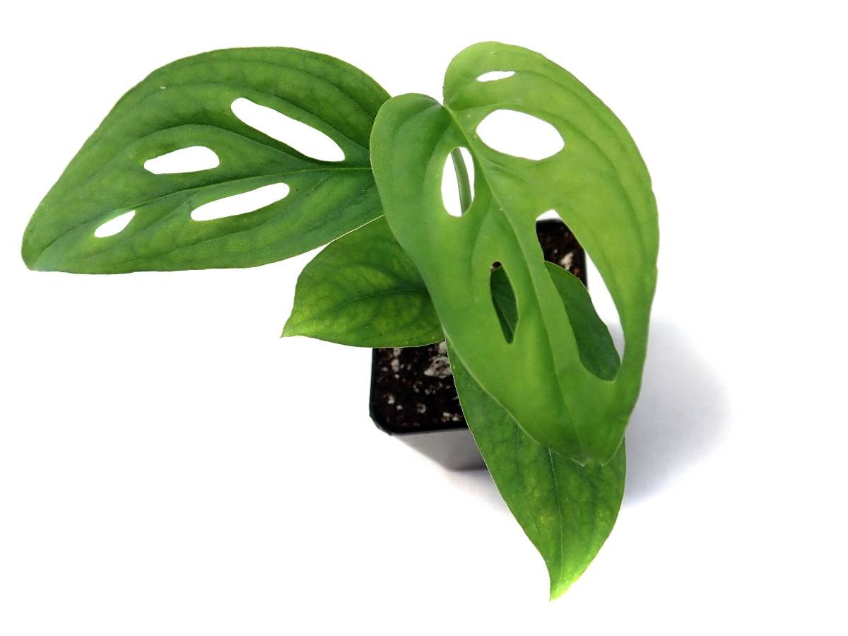 Monstera adansonii 'Swiss Cheese Vine'