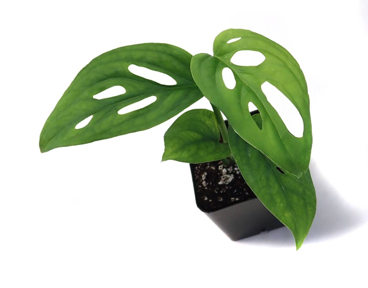 Monstera adansonii 'Swiss Cheese Vine'