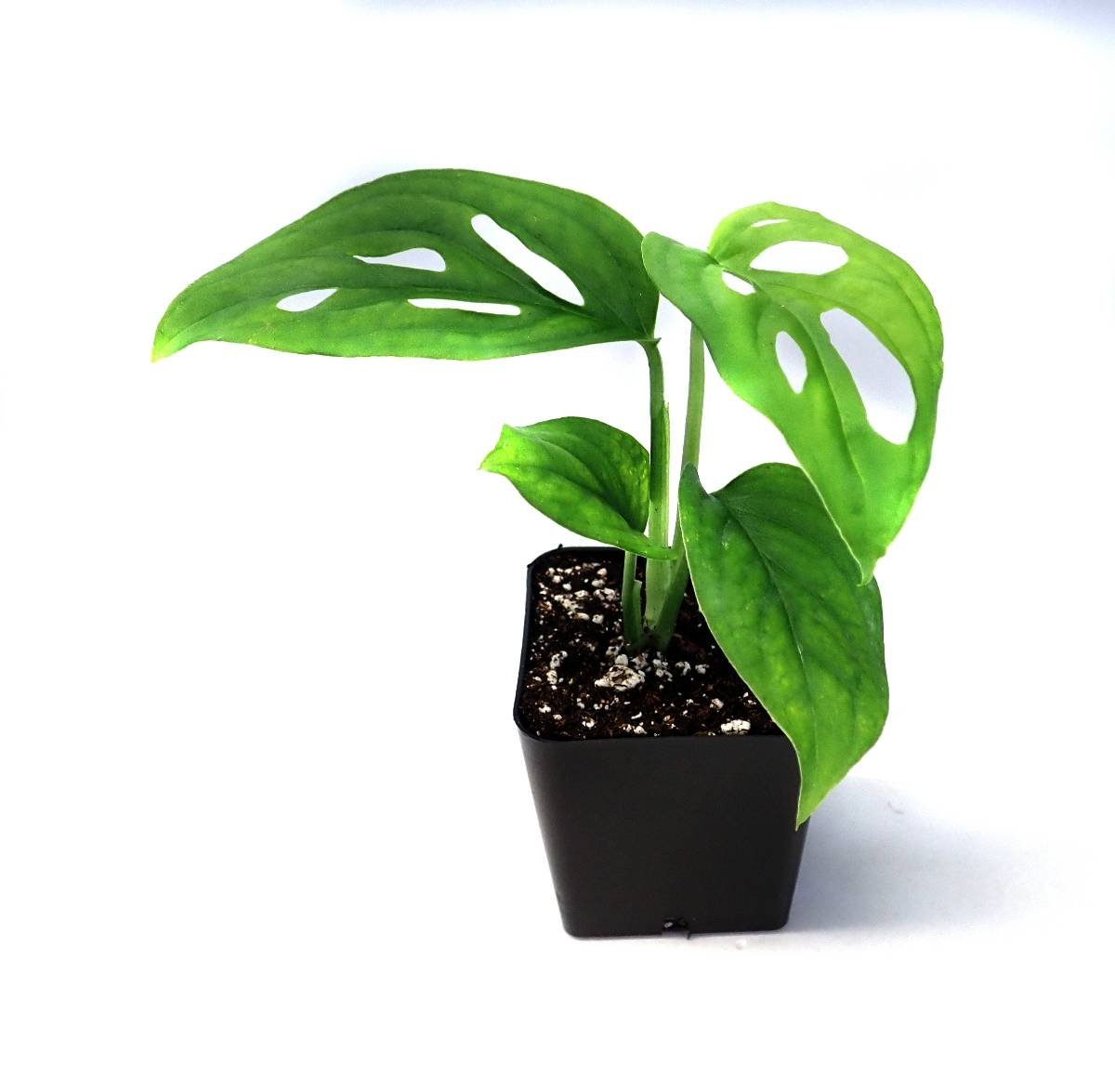 Monstera adansonii 'Swiss Cheese Vine'