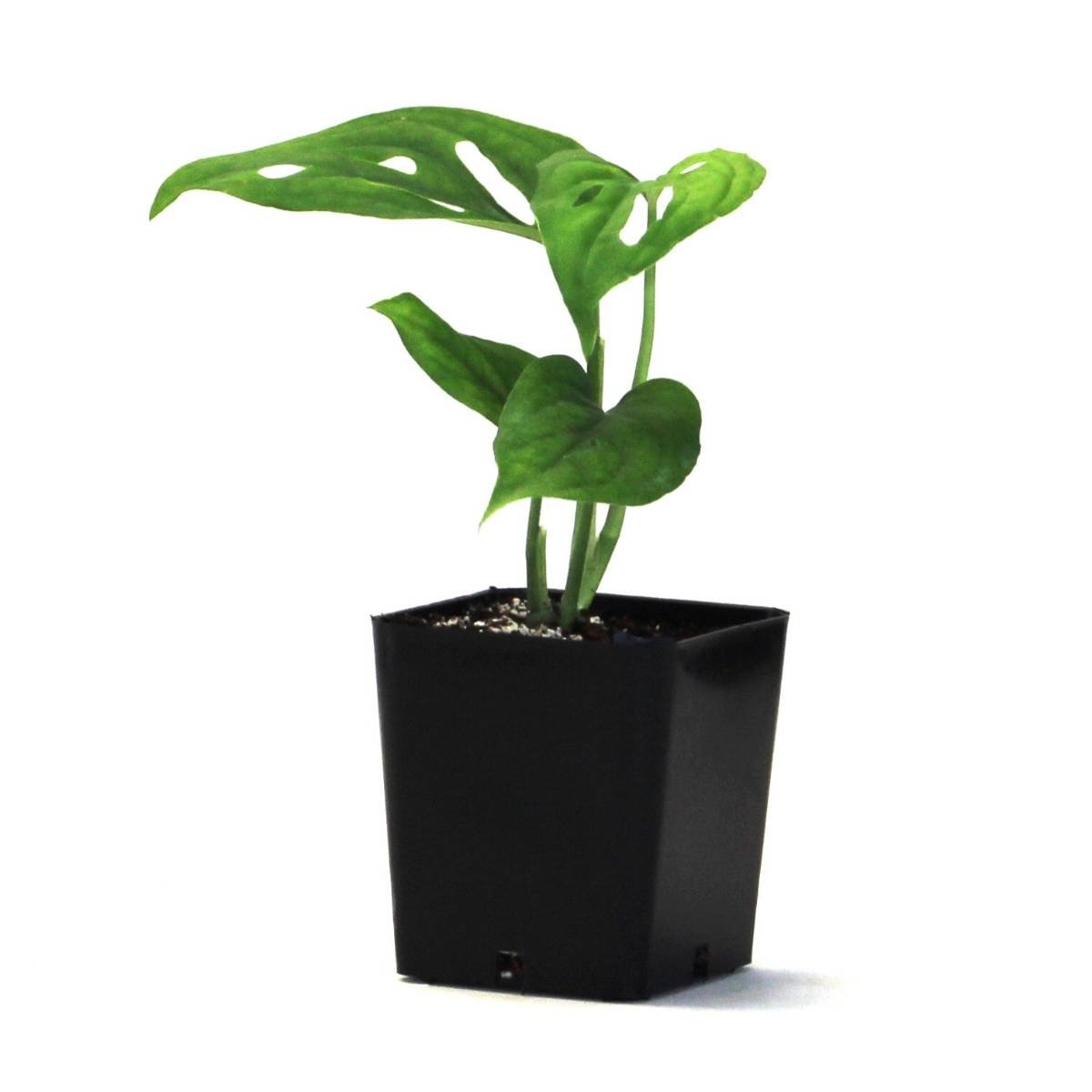 Monstera adansonii 'Swiss Cheese Vine'