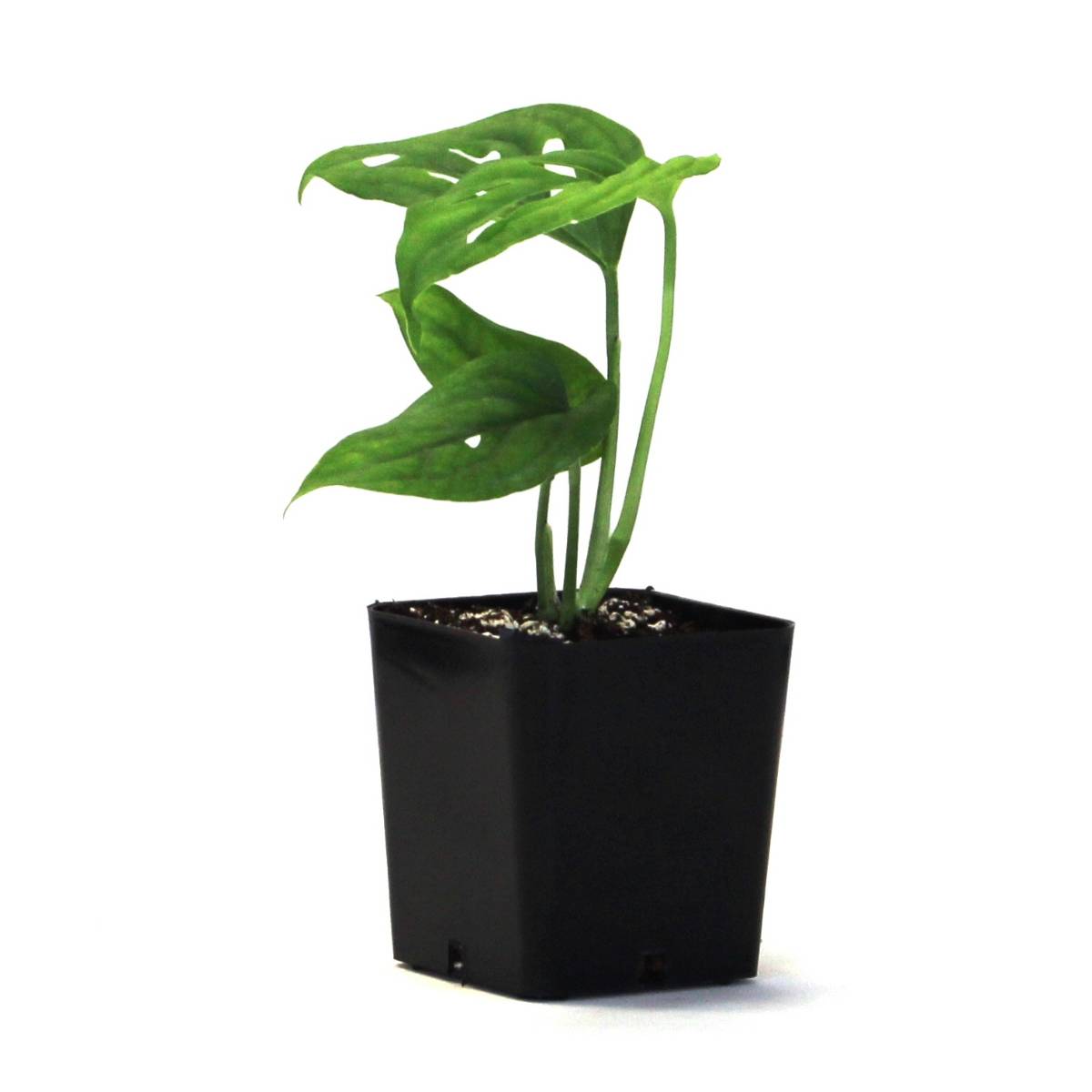 Monstera adansonii 'Swiss Cheese Vine'