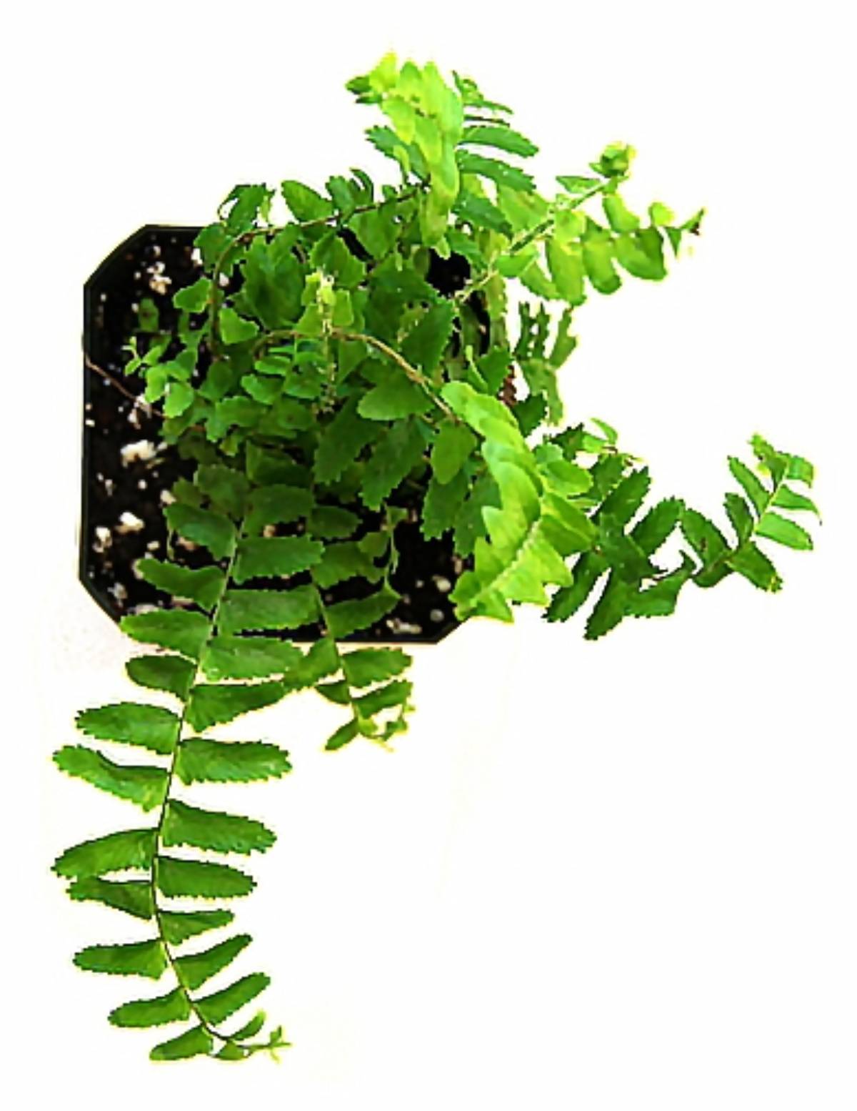 Nephrolepis obliterata 'Emerald Queen' - Australian Sword Fern