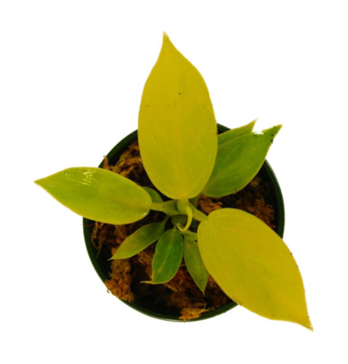 Philodendron 'Moonlight'