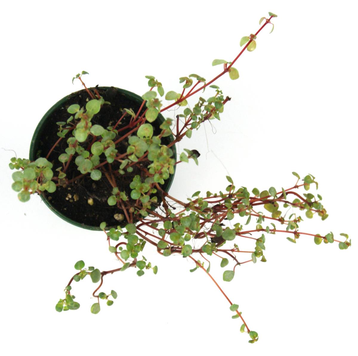 Pilea glaucophylla 'Red Stem Tears'