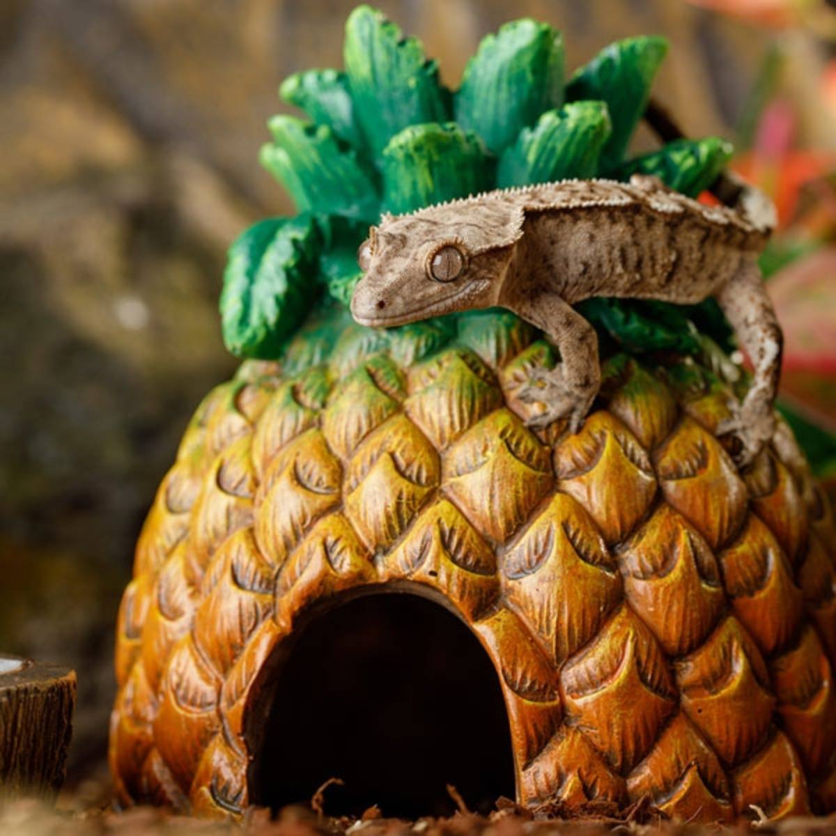 Exo Terra Pineapple Hide