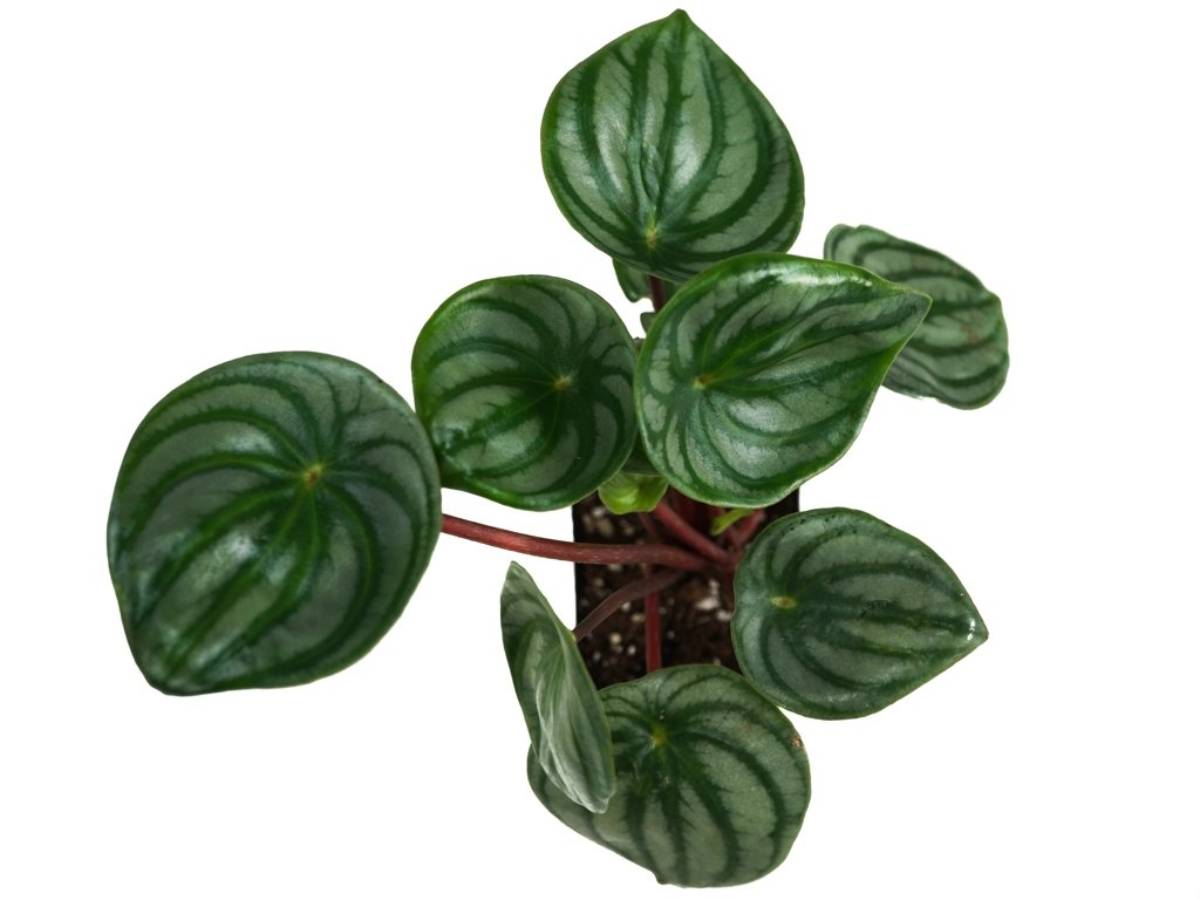 Peperomia argyreia ‘Watermelon Peperomia’