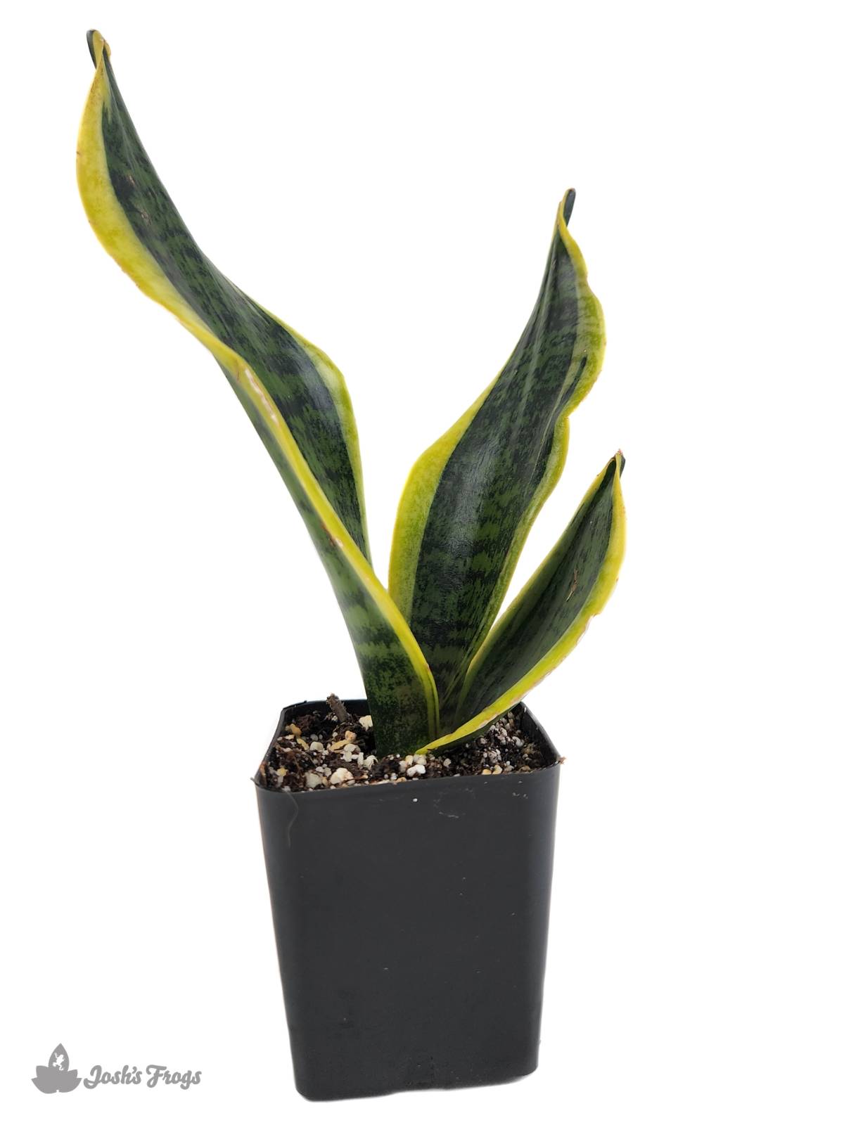 Sansevieria trifasciata 'Futura Superba' - Snake Plant