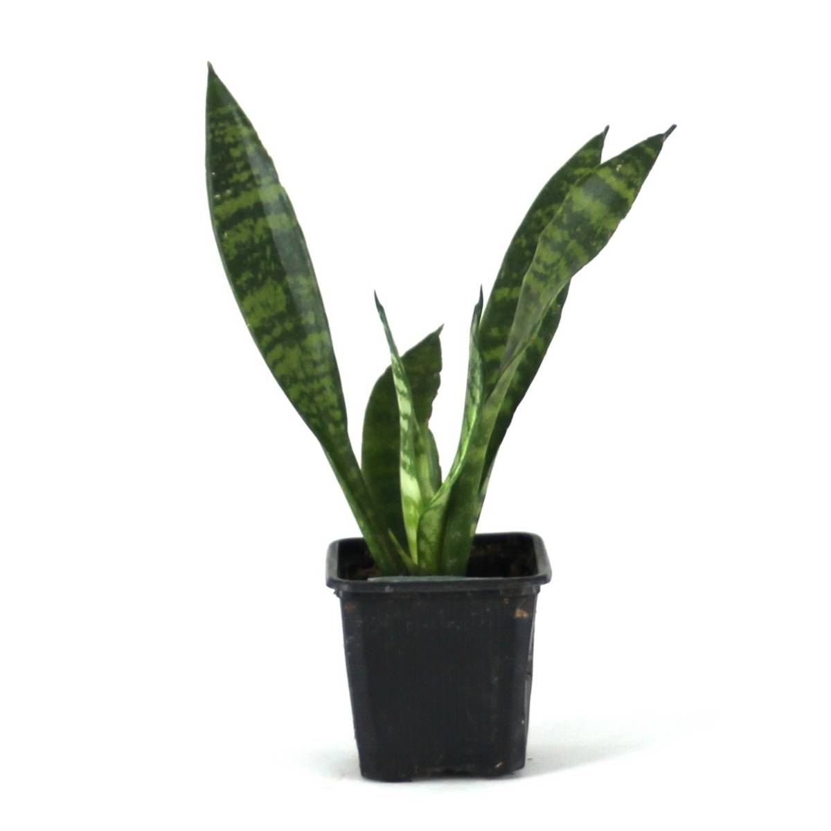 Sansevieria zeylanica 'Mother-in-Law's Tongue'