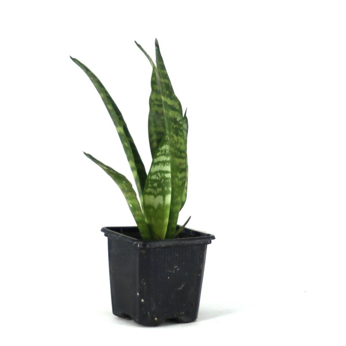 Sansevieria zeylanica 'Mother-in-Law's Tongue'