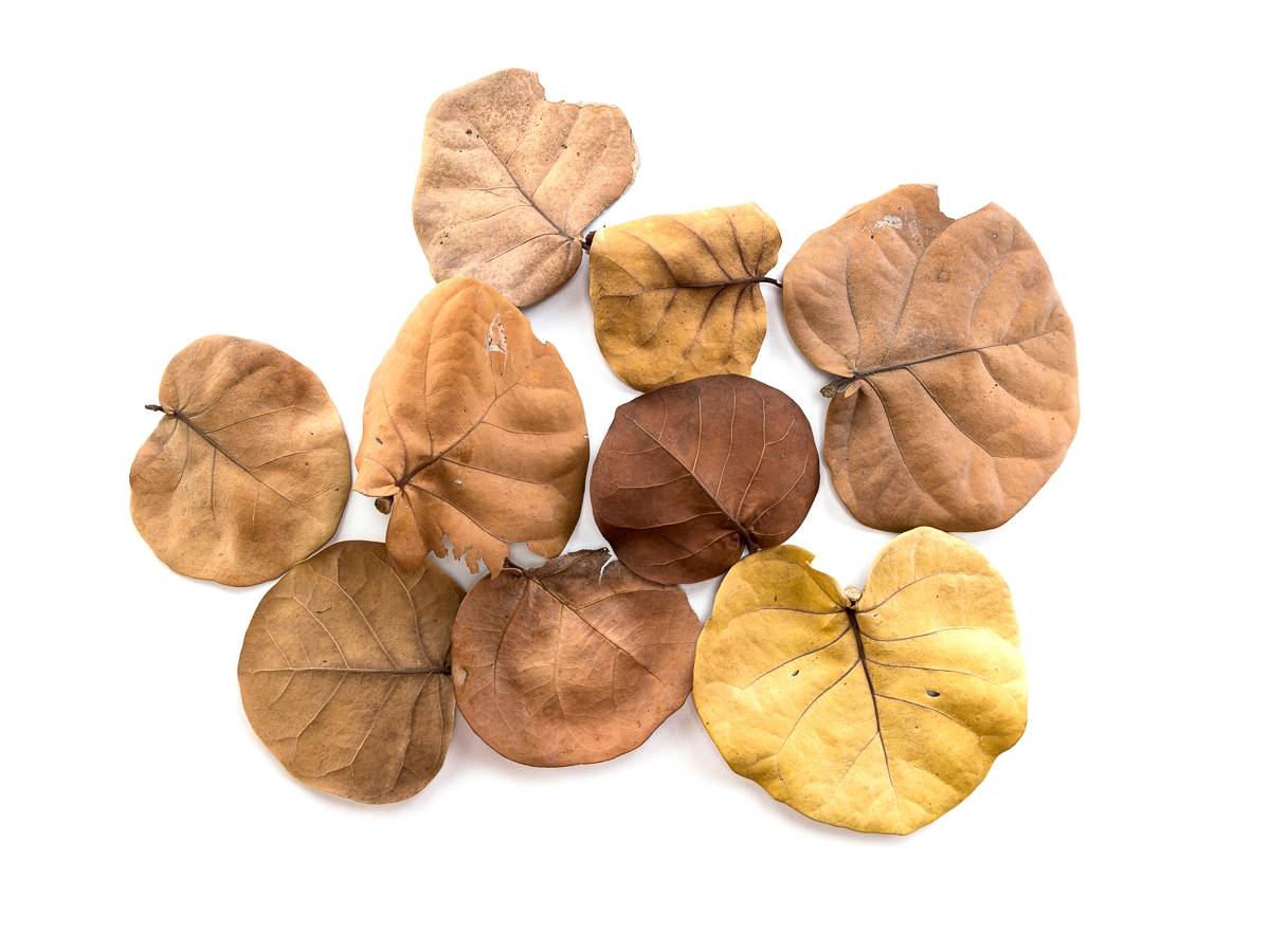 Sea Grape Leaf Litter (5 leaves)