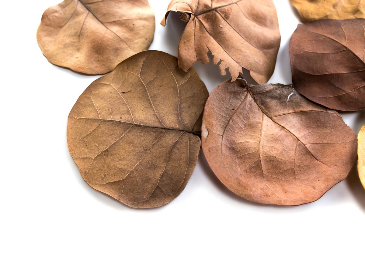 Sea Grape Leaf Litter (5 leaves)