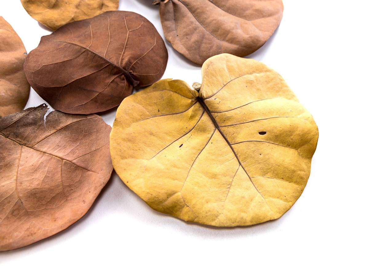 Sea Grape Leaf Litter (5 leaves)