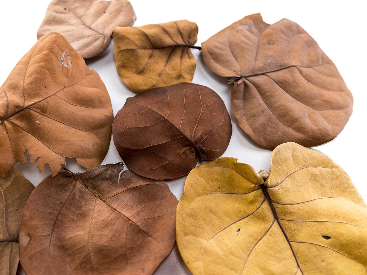 Sea Grape Leaf Litter (5 leaves)