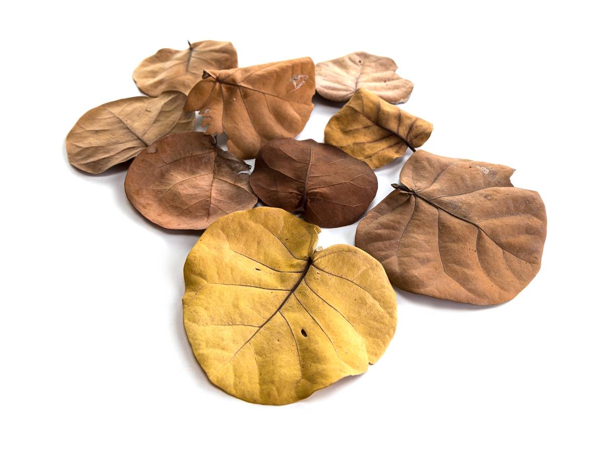 Sea Grape Leaf Litter (5 leaves)