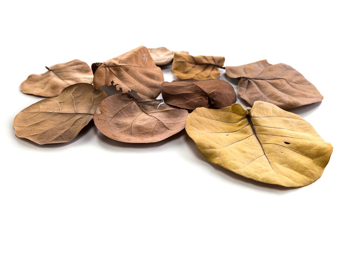 Sea Grape Leaf Litter (5 leaves)