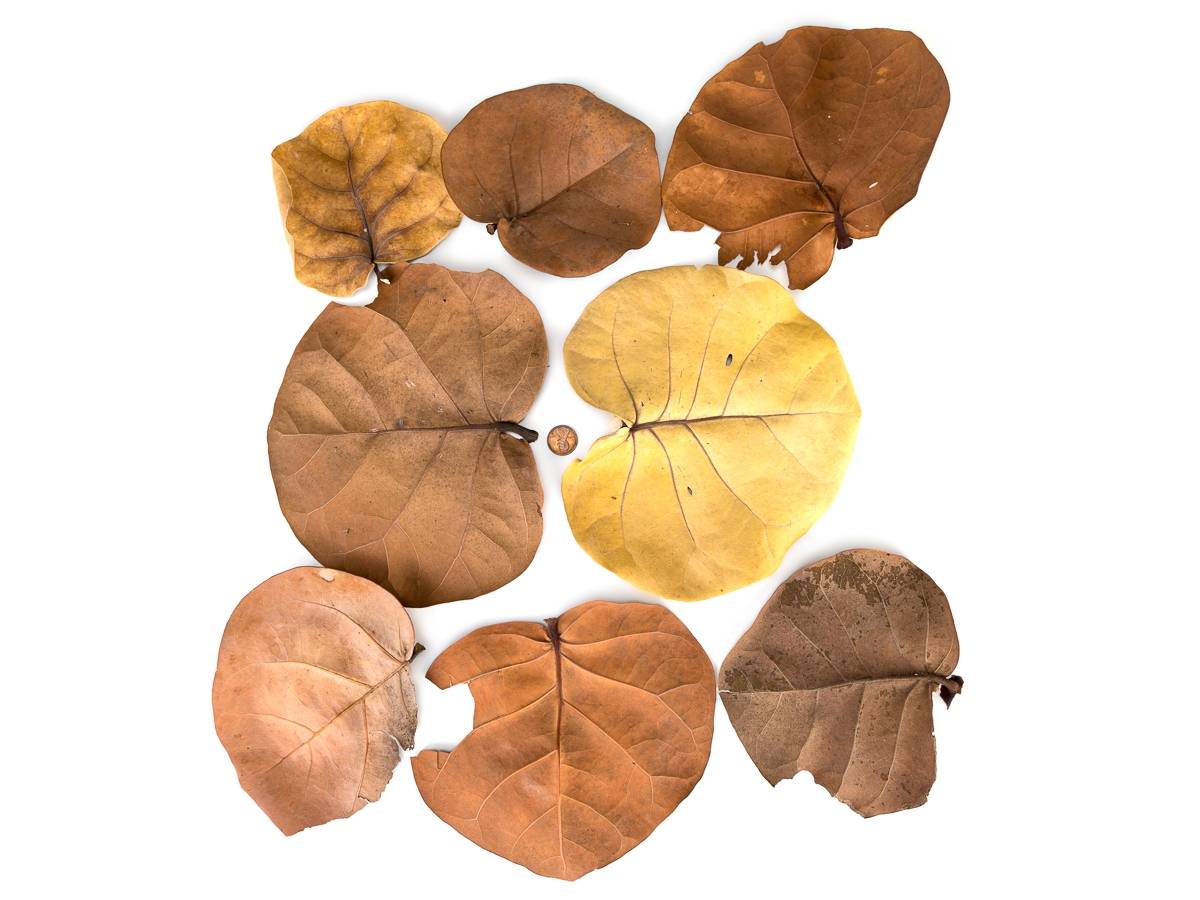Sea Grape Leaf Litter (5 leaves)