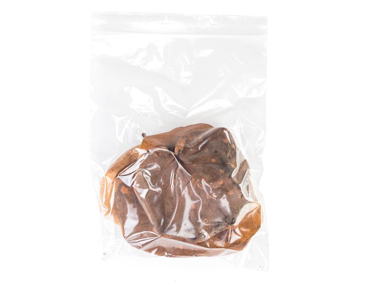 Sea Grape Leaf Litter (5 leaves)