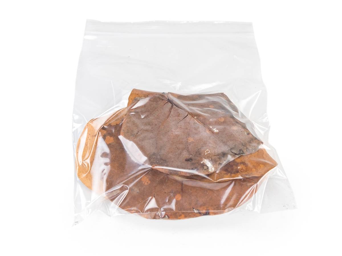 Sea Grape Leaf Litter (5 leaves)