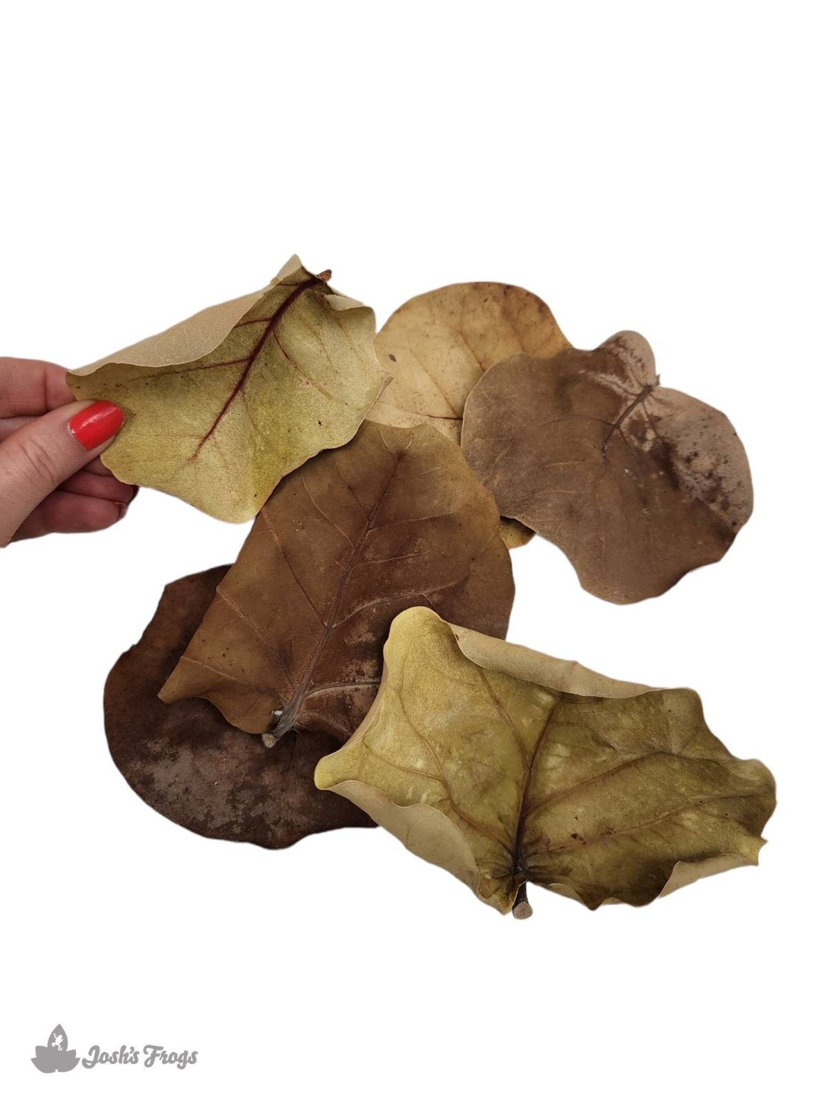 Sea Grape Leaf Litter (5 leaves)