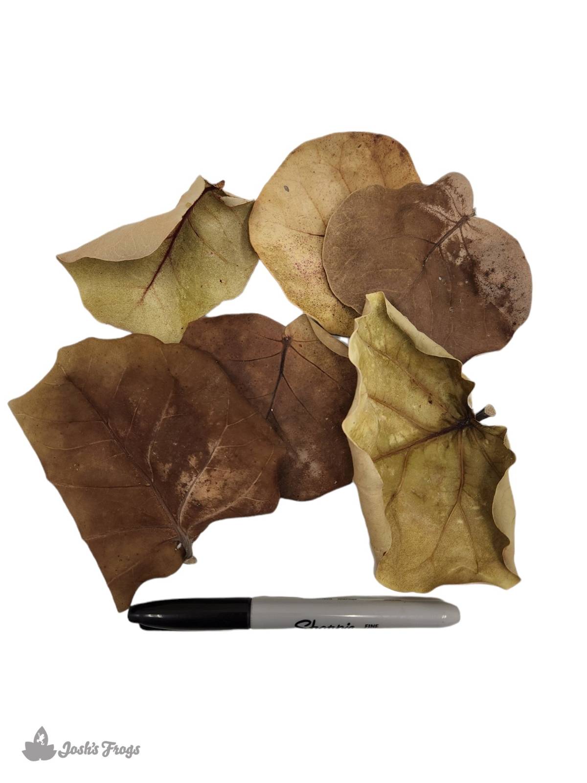 Sea Grape Leaf Litter (5 leaves)