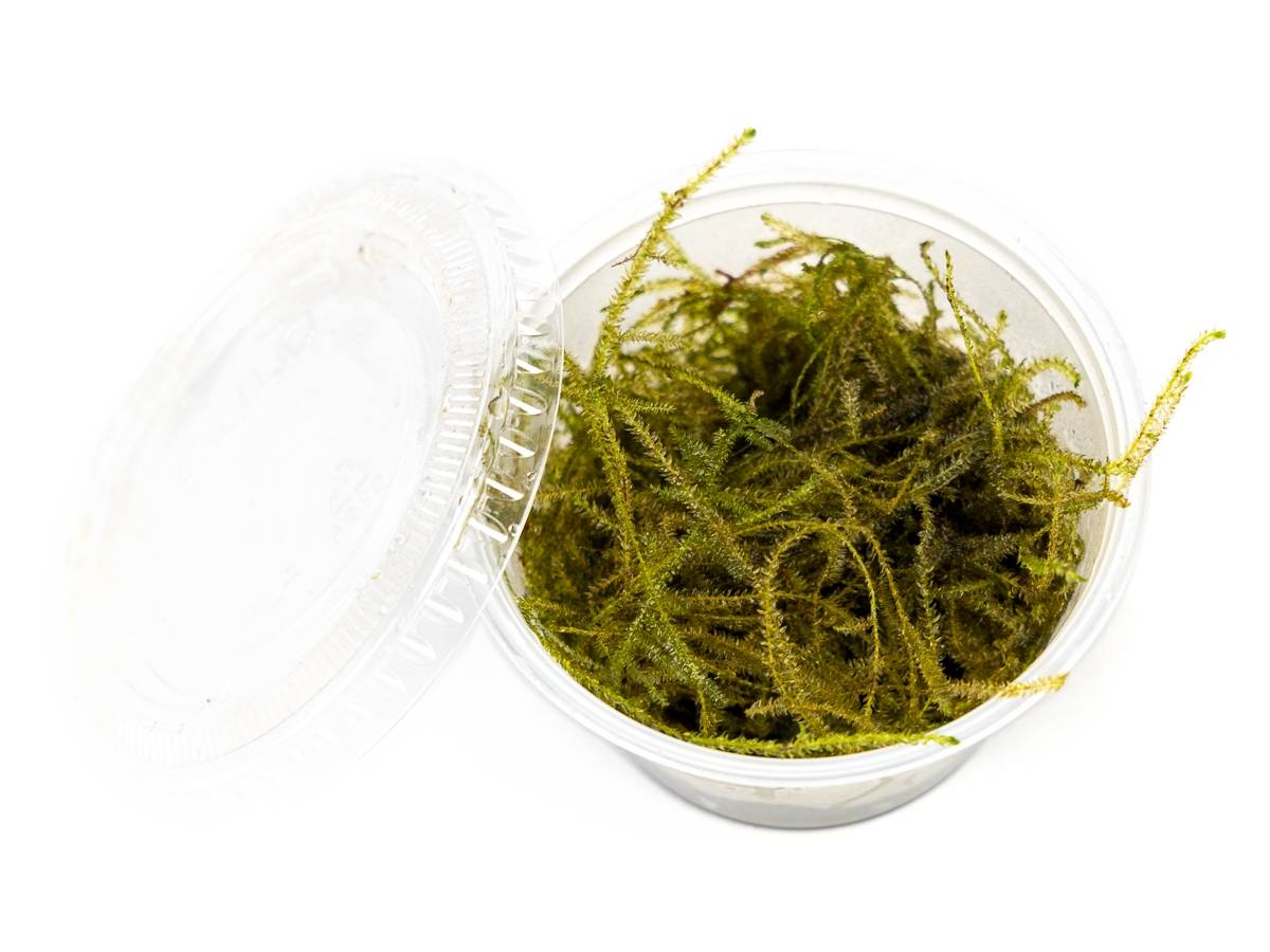 Taxiphyllum barbieri - Java Moss
