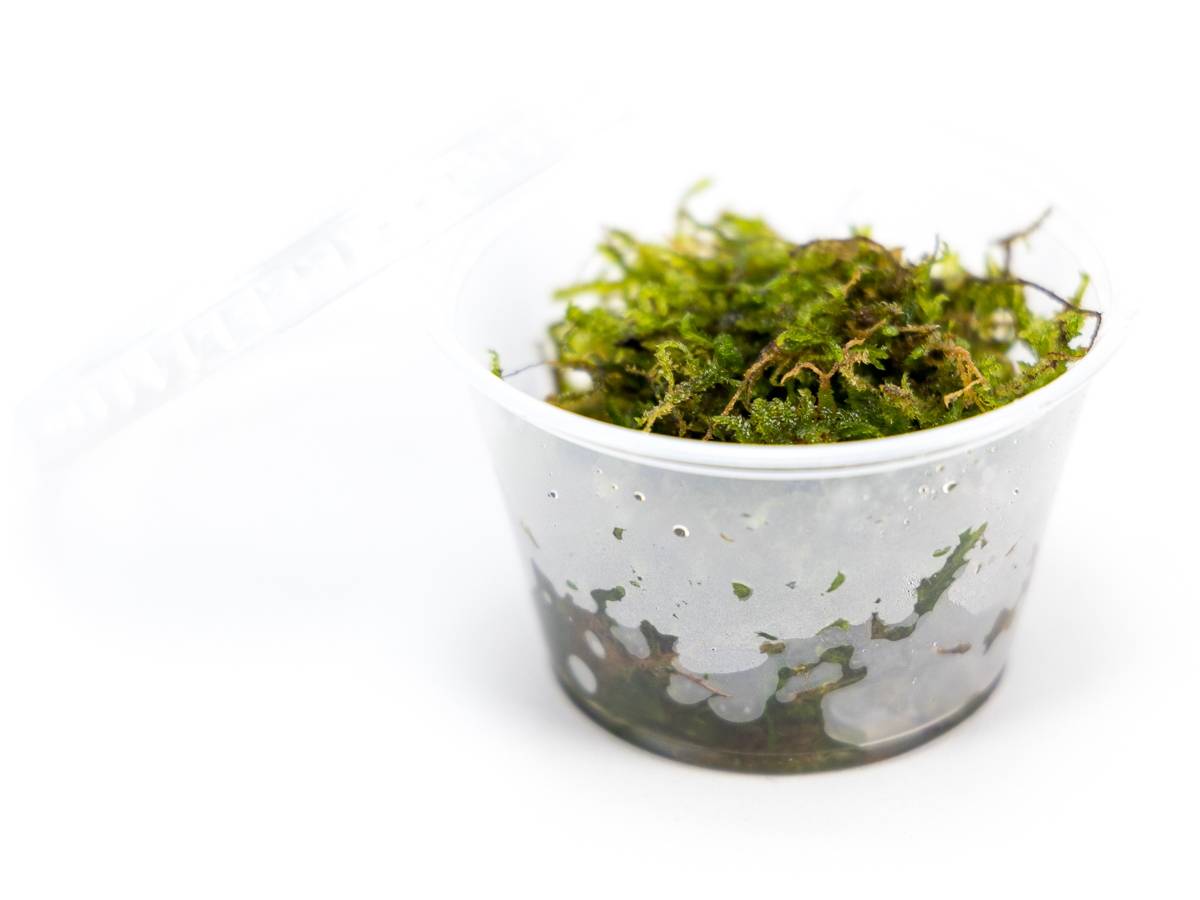 Vesicularia montagnei - Christmas Moss