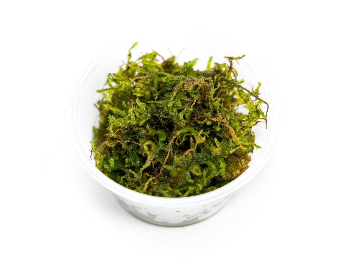 Vesicularia montagnei - Christmas Moss