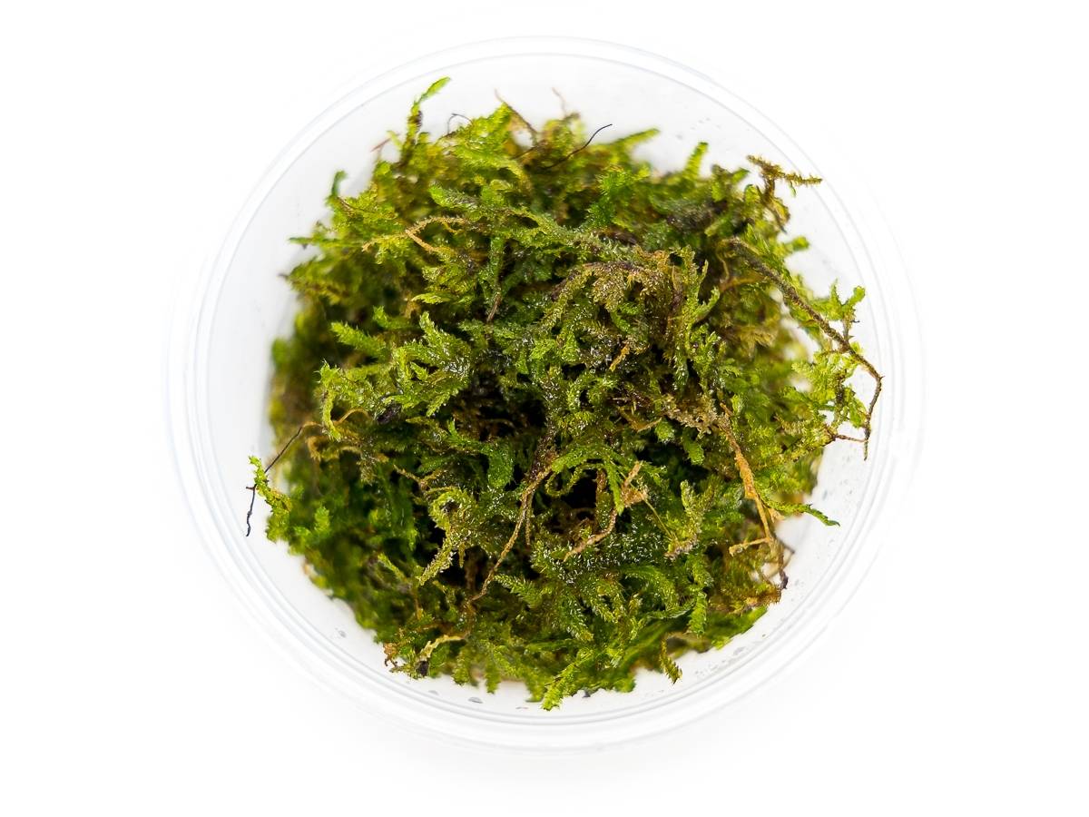 Vesicularia montagnei - Christmas Moss