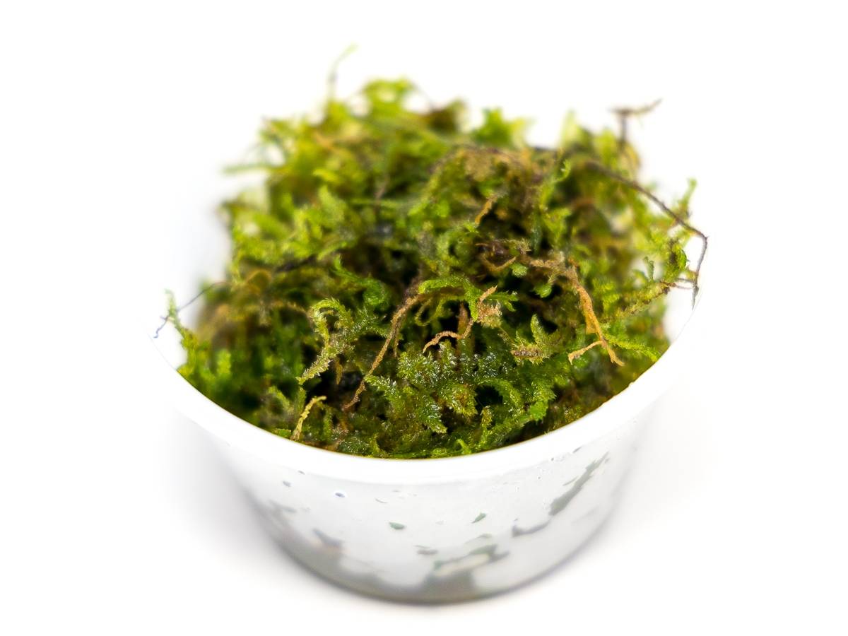 Vesicularia montagnei - Christmas Moss