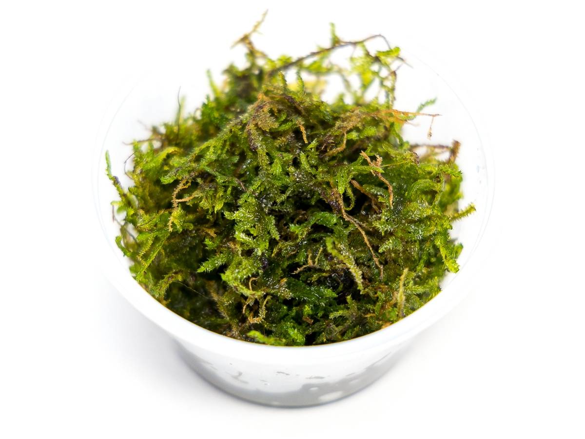 Vesicularia montagnei - Christmas Moss