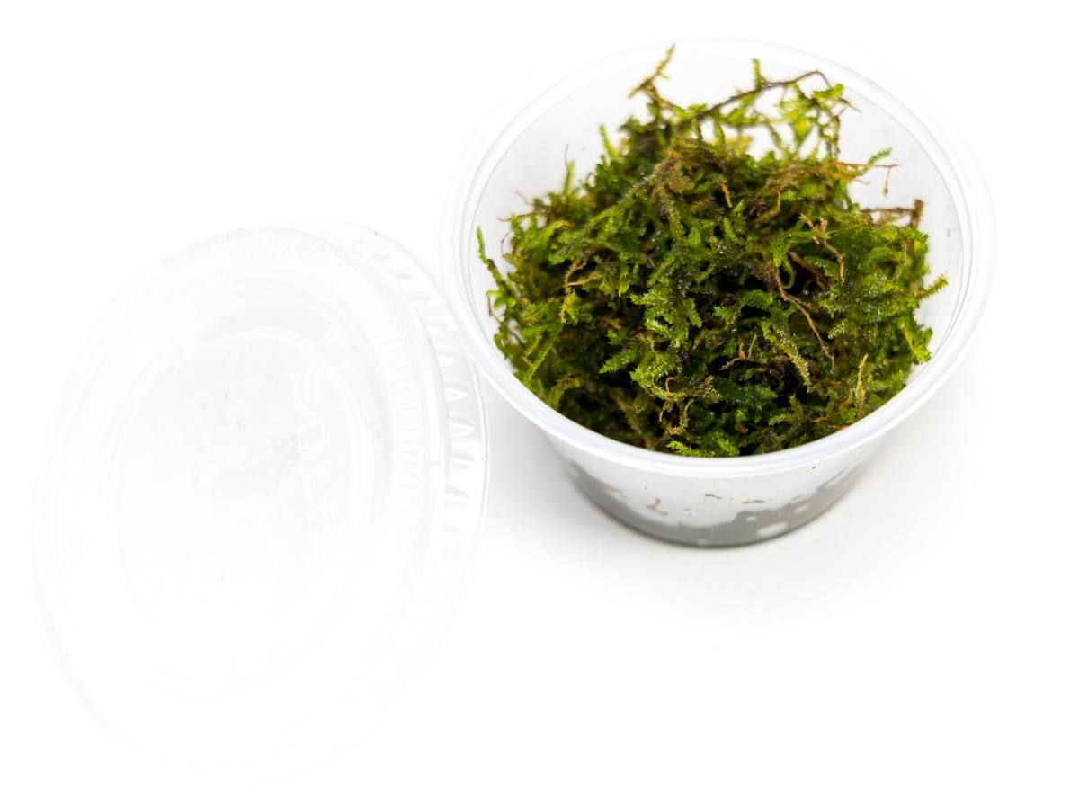 Vesicularia montagnei - Christmas Moss