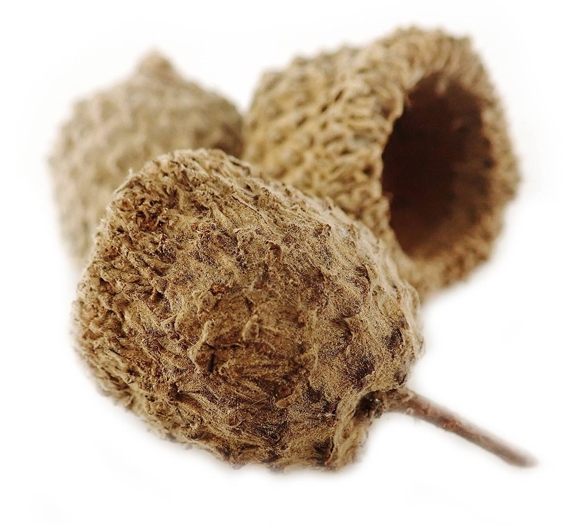 White Oak Acorn Caps (Includes 5 Caps)