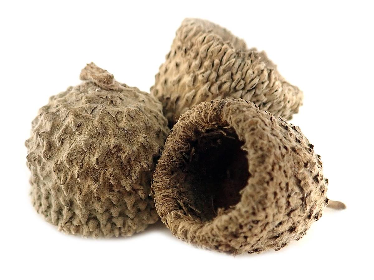 White Oak Acorn Caps (Includes 5 Caps)