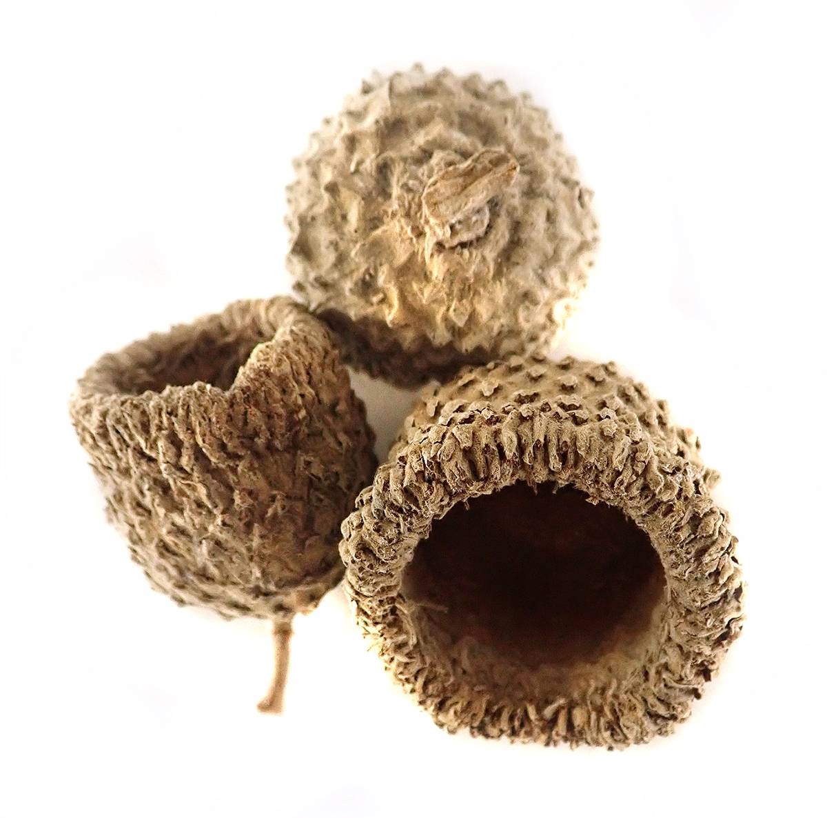 White Oak Acorn Caps (Includes 5 Caps)