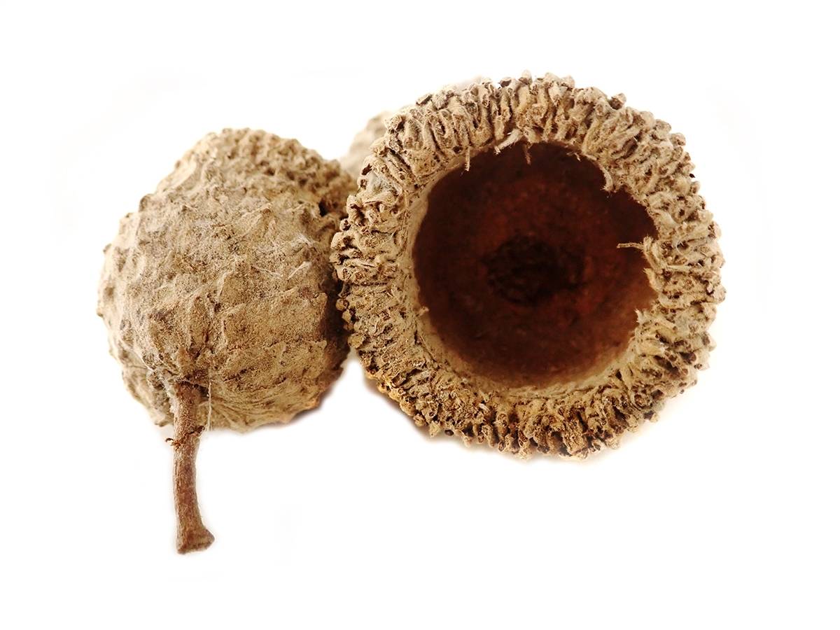 White Oak Acorn Caps (Includes 5 Caps)