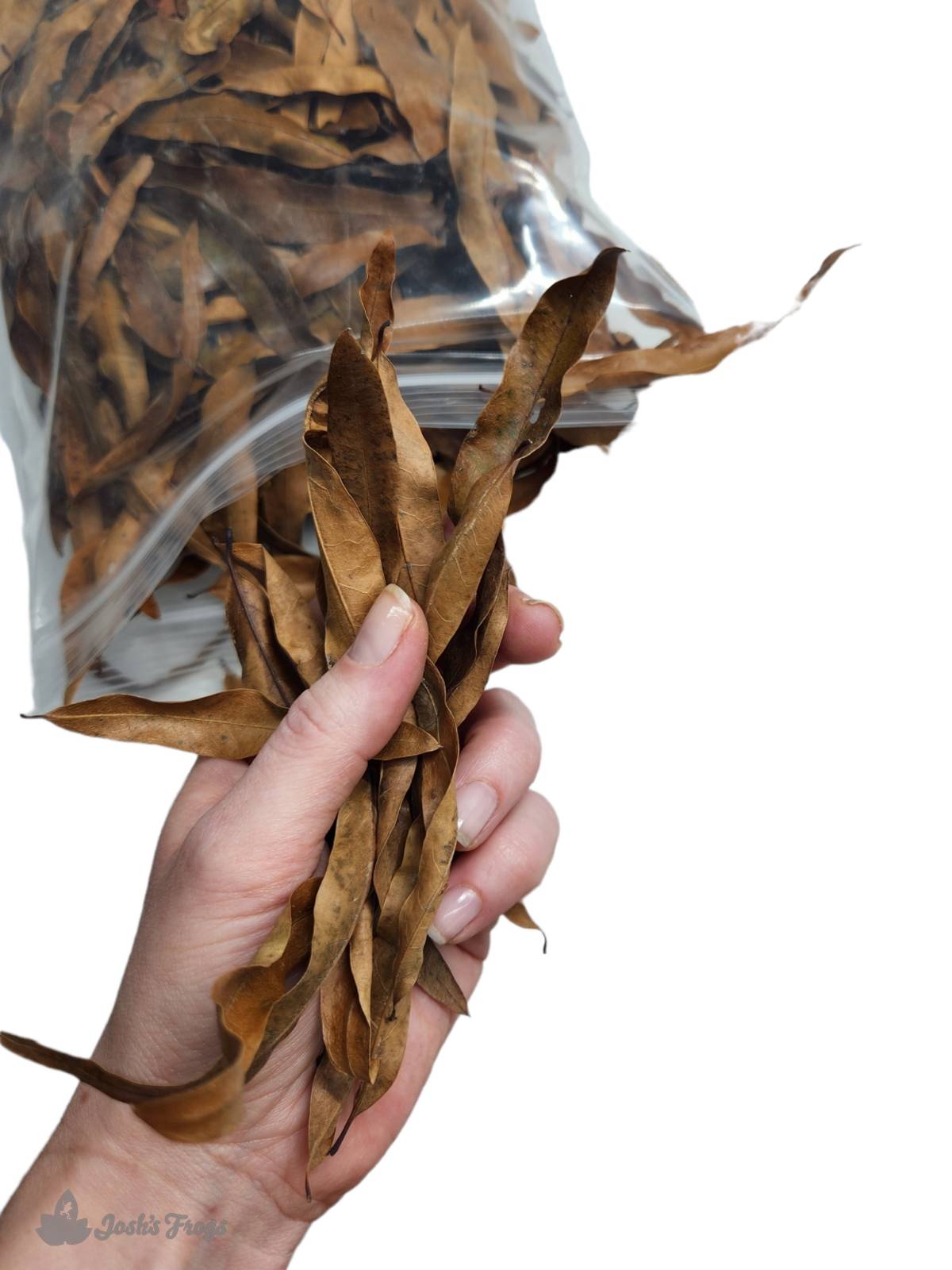 Willow Oak Leaf Litter (1 Gallon)