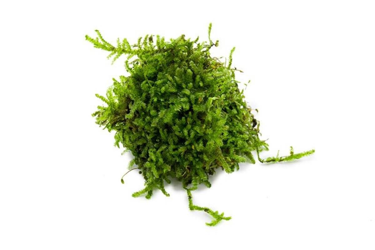 Vesicularia montagnei - Christmas Moss