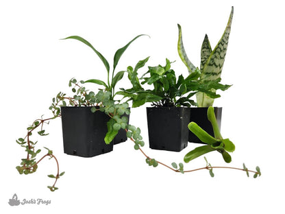 Crested Gecko Bioactive Tankless Kit (for 2'x2'x2' enclosure)
