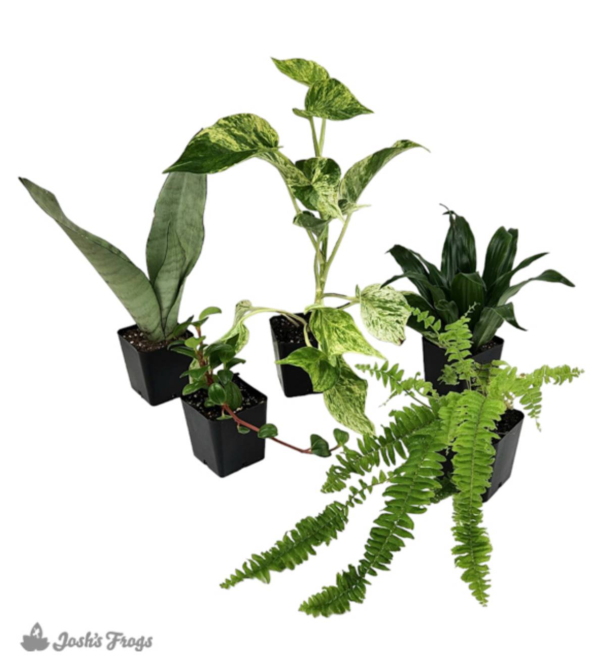 Crested Gecko Vivarium Plant Kit (5 plants)