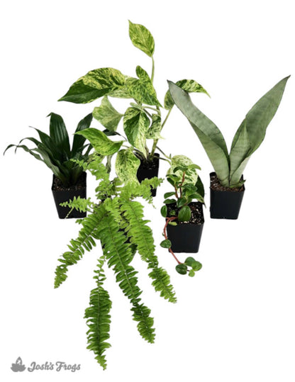 Crested Gecko Vivarium Plant Kit (5 plants)