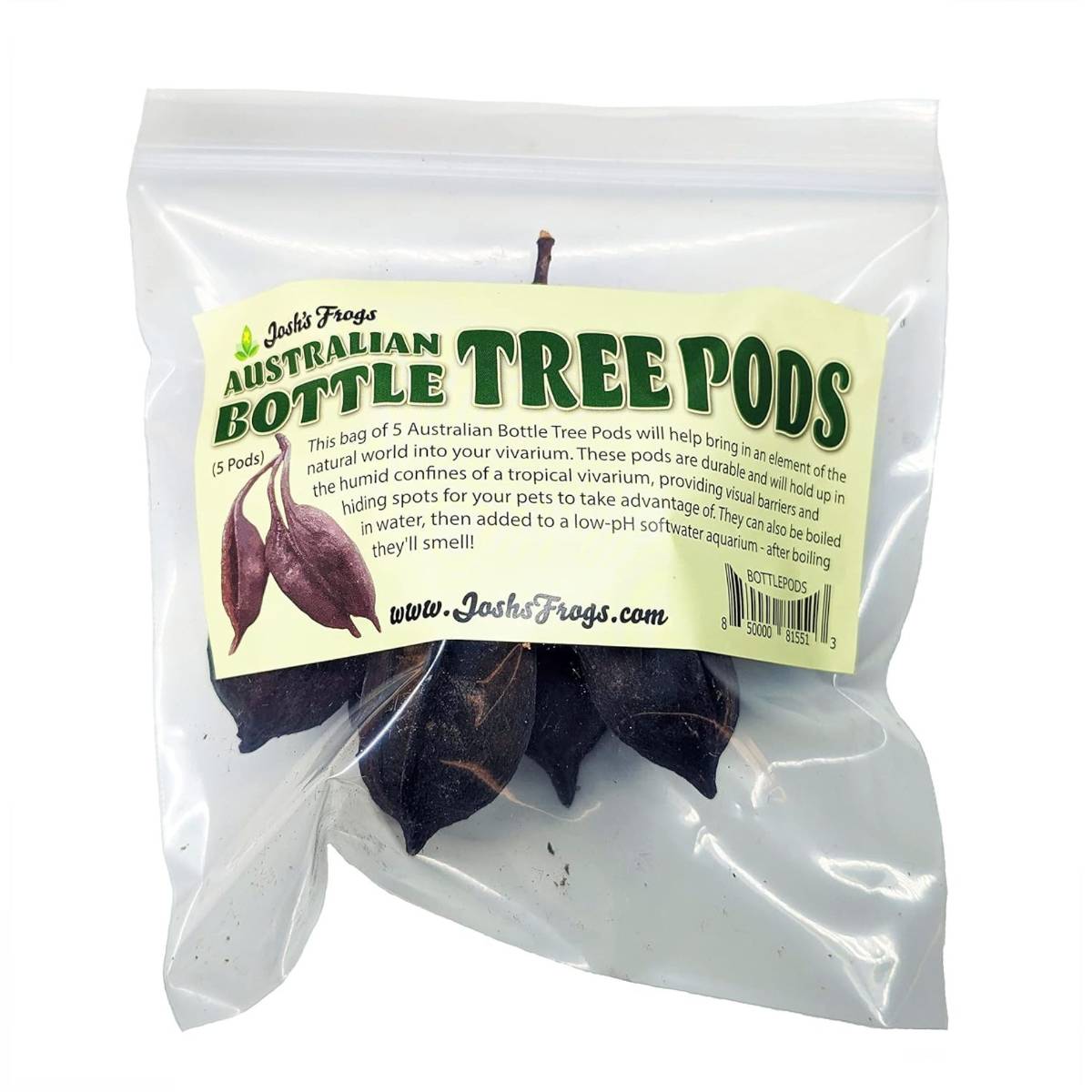 Australian Bottle Tree Pods (Includes 5 Pods)