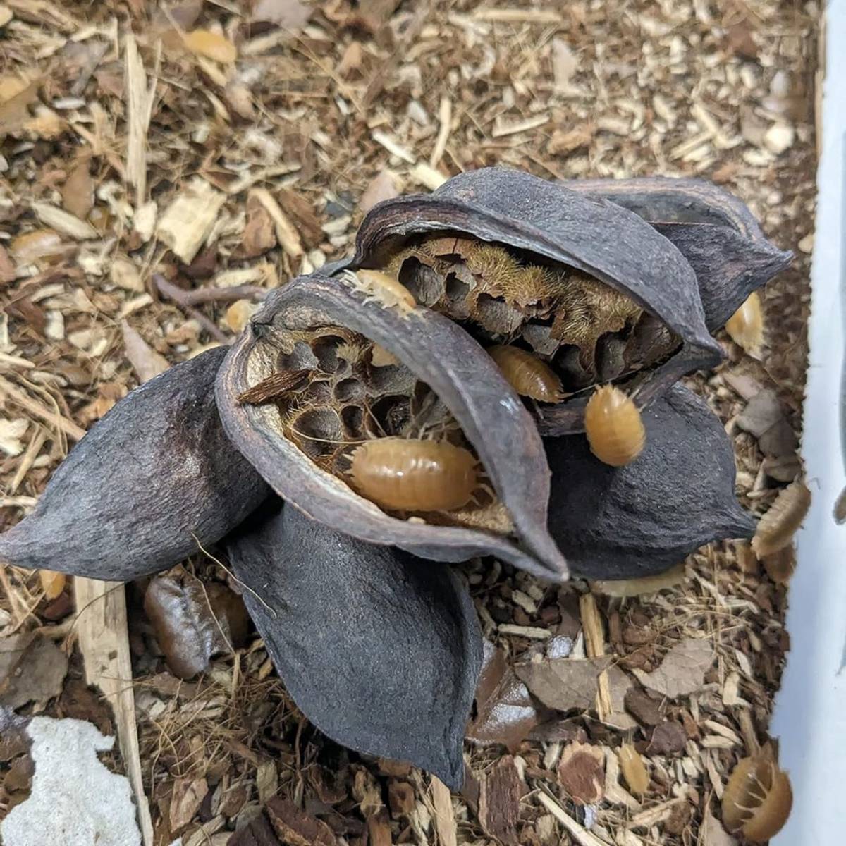 Australian Bottle Tree Pods (Includes 5 Pods)